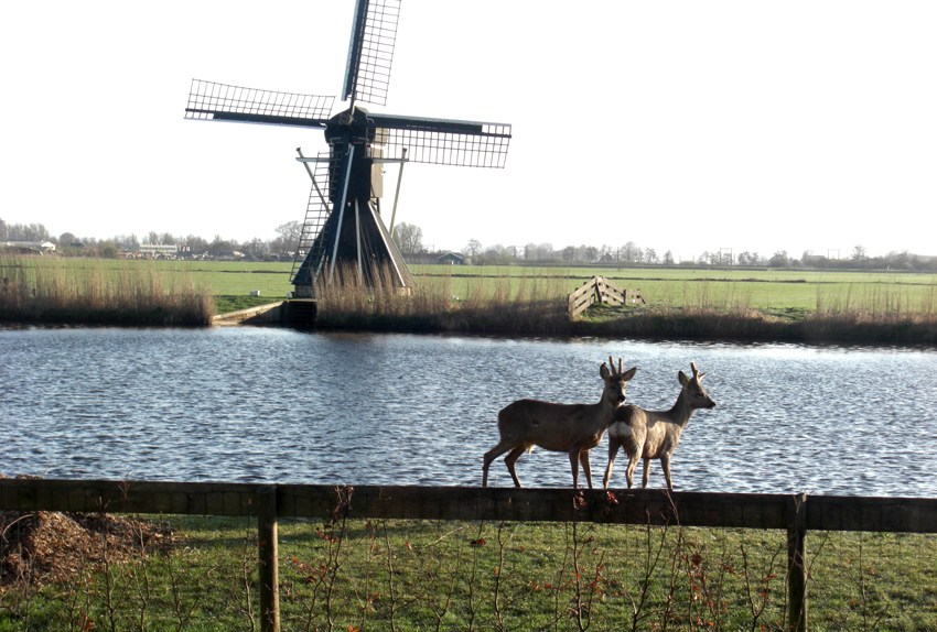 Ree&euml;n in de voortuin