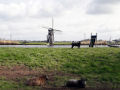 De schapen op de dijk zijn nieuwe bewoners 