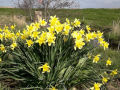 Narcissen volop in bloei!