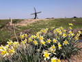 De narcissen in volle glorie